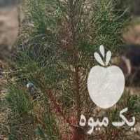 آگهی مشابه فروش نهال کاج تهران در آزادشهر در گروه خرید فروش نهال - انواع گردو پسته بادام سلطانی انگور در یکمیوه