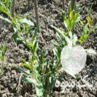 آگهی مشابه فروش نهال انار شیرین گل  در گرگان در گروه خرید فروش نهال - انواع گردو پسته بادام سلطانی انگور در یکمیوه