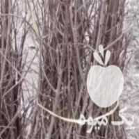 آگهی مشابه فروش انار پایه کوتاه گل شیرین  در گرگان در گروه خرید فروش نهال - انواع گردو پسته بادام سلطانی انگور در یکمیوه