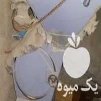 آگهی مشابه فروش آسیاب 1 تنی انواع دانه گندم جو وارد نون خشک در بوشهر در گروه خرید فروش ابزار ها و تجهیزات کشاورزی - دستی برقی ماشینی بیل کلنگ در یکمیوه