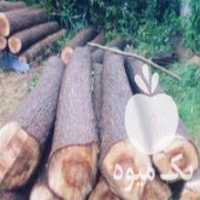 آگهی مشابه خرید انواع درختان میوه و صنوبر اماده و سرپا در مشگین شهر در گروه خرید فروش عمده چوب- زغال چوب گردو تبریزی خام در یکمیوه