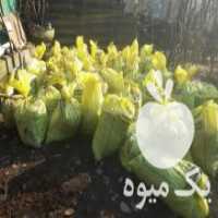 آگهی مشابه فروش خاک برگ کود حیوانی در سنگر در گروه خرید فروش عمده گیاهان زینتی - گرمسیری آپارتمانی باغچه آب در یکمیوه