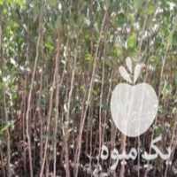 آگهی مشابه فروش نهال پسته ارگانیک در کرمانشاه در گروه خرید فروش نهال - انواع گردو پسته بادام سلطانی انگور در یکمیوه