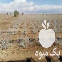 آگهی مشابه فروش چاه کشاورزی پسته در نی ریز در گروه خرید فروش اتصالات و تجهیزات آبیاری - شیر لوله نوار در یکمیوه