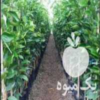 آگهی مشابه فروش نهال پرتقال خونی  توسرخ در بهنمیر در گروه خرید فروش نهال - انواع گردو پسته بادام سلطانی انگور در یکمیوه
