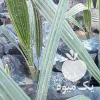 آگهی مشابه فروش خرمای مجول در اهواز در گروه خرید فروش عمده خرما - کبکاب تازه زاهدی خشک خارک در یکمیوه