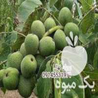 آگهی مشابه فروش نهالستان رویان نهال در آبسرد در گروه سازنده - گلخانه باغ مدرن سالن صنعتی سوله انبار در یکمیوه