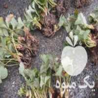 آگهی مشابه فروش نهال نشایی توت فرنگی چهار فصل در ساری در گروه خرید فروش نشا - انواع گوجه برنج کاهو پیاز کاری فرنگی در یکمیوه