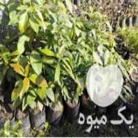 آگهی مشابه فروش نهال آووکادو آماده پیوند در تنکابن در گروه خرید فروش نهال - انواع گردو پسته بادام سلطانی انگور در یکمیوه