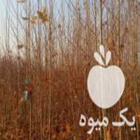آگهی مشابه فروش نهال چنار و سپیدار درجه 1 در اصفهان در گروه خرید فروش نهال - انواع گردو پسته بادام سلطانی انگور در یکمیوه