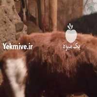 آگهی مشابه فروش گوساله   در اصفهان در گروه گاو و گوسفند و میش و بز کهره گوساله سمینتال در یکمیوه