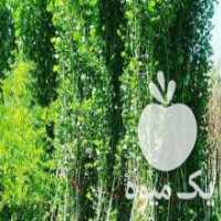 آگهی مشابه فروش نهال میوه و زینتی _ نهاستان بهمن ابادی کرج در مشکین دشت در گروه خرید فروش عمده خرمالو - خرمالو رسیده نارس برگ عمده در یکمیوه