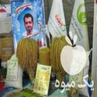 آگهی مشابه فروش بذر شلتوک طارم روشن در ساری در گروه خرید فروش بذر - انواع محصول کشاورزی گوجه کتان میوه درخت در یکمیوه