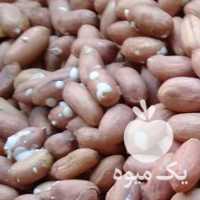 آگهی مشابه فروش بادام زمینی ومرغوب استانه اشرفیه در آستانه اشرفیه در گروه بادام - درختی کوهی زمینی فروش عمده در یکمیوه
