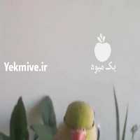 آگهی مشابه فروش طوطی ملنگو   در اصفهان در گروه انواع پرنده - زینتی عروس هما مینا طوطی مرغ عشق در یکمیوه