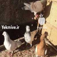 آگهی مشابه فروش کبوتر در خراسان رضوی در گروه انواع پرنده - زینتی عروس هما مینا طوطی مرغ عشق در یکمیوه