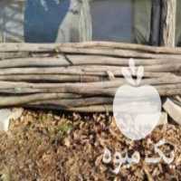 آگهی مشابه فروش چوب دسته دوم سالم گلخانه در پیشوا در گروه خرید فروش عمده چوب- زغال چوب گردو تبریزی خام در یکمیوه