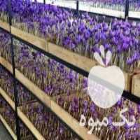 آگهی مشابه فروش فوری جعبه چوبی مناسب کشت گلخانه ای زعفران در یزد در گروه خرید فروش عمده چوب- زغال چوب گردو تبریزی خام در یکمیوه