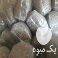 آگهی مشابه فروش ذرت علوفه ای با بذر ماکسیما پر دانه در نهاوند در گروه خرید فروش عمده ذرت - بلال مکزیکی علوفه دانه کشاورز در یکمیوه