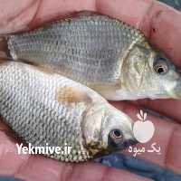 آگهی مشابه فروش آبزیان کپور آمور سفید در کرج در گروه اسب و الاغ خر و فروش قاطر- ترکمن عربی سفید نر و ماده در یکمیوه