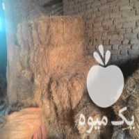 آگهی مشابه فروش پرس کاه گندم در سمنان در گروه خوراک دام و طیور - پرواری شیری علوفه یونجه در یکمیوه