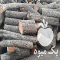 آگهی مشابه فروش چوب گلابی تنه نجاری وذغالی در خمینی شهر در گروه خرید فروش عمده چوب- زغال چوب گردو تبریزی خام در یکمیوه