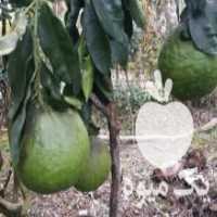 آگهی مشابه فروش نهالستان تاتلیسس در لاهیجان در گروه خرید فروش نهال - انواع گردو پسته بادام سلطانی انگور در یکمیوه