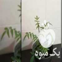 آگهی مشابه فروش نهال پسته هیبریدی آمریکایی در عجب شیر در گروه خرید فروش نهال - انواع گردو پسته بادام سلطانی انگور در یکمیوه