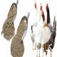 آگهی مشابه خرید و فروش کود پلت مرغی-لیست انواع کود تامین نهاده در کرمانشاه در گروه خرید فروش عمده سیب زمینی - زودرس دیررس آگریا اسپریت اردبیل همدان در یکمیوه