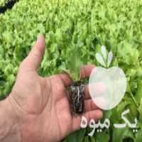 آگهی مشابه فروش نشا کاهو اورست 2 در اصفهان در گروه خرید فروش عمده کاهو - رسمی پیچ سالادی فرانسوی چینی قرمز در یکمیوه