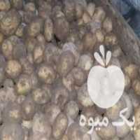 آگهی مشابه فروش سیب زمینی بذری مارفونا سانتا 96 در جیرفت در گروه خرید فروش عمده سیب زمینی - زودرس دیررس آگریا اسپریت اردبیل همدان در یکمیوه