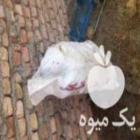 آگهی مشابه فروش کود مرغی ارگانیک در تهران در گروه خرید فروش کود و مواد شیمیایی - اوره پتاس مرغی کمپوست آهن در یکمیوه