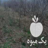 آگهی مشابه خرید درخت دوساله تا چند ساله را خریدارم الو ،  گلابی ،  سیب ،  به ،  در علی آباد در گروه خرید فروش عمده سیب - زرد و قرمز گلاب پاییزه در یکمیوه