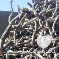 آگهی مشابه فروش کندهی پسته در سیرجان در گروه پسته - کوهی شامی خام اکبری تازه کله قوچی در یکمیوه