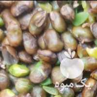 آگهی مشابه فروش مغز بنه یا پسته کوهی در تهران در گروه پسته - کوهی شامی خام اکبری تازه کله قوچی در یکمیوه