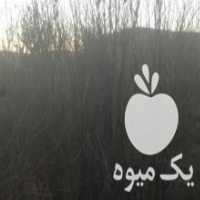 آگهی مشابه فروش درخت انار نهال انار صادراتی در شیراز در گروه خرید فروش نهال - انواع گردو پسته بادام سلطانی انگور در یکمیوه