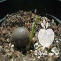 آگهی مشابه فروش نهال نایاب نارگیل مینیاتوری شیلی در کیش در گروه خرید فروش نهال - انواع گردو پسته بادام سلطانی انگور در یکمیوه