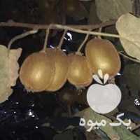 آگهی مشابه فروش کیوی هایوارد در تنکابن در گروه خرید فروش عمده کیوی - صادراتی مازندران تنکابن تالش در یکمیوه