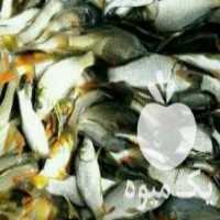 آگهی مشابه فروش پرورش بچه ماهی گرمابی در آمل در گروه انواع ماهی - سالمون شیر کپور قرمز شوریده سفید گوپی مرکب در یکمیوه