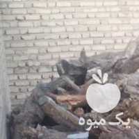 آگهی مشابه فروش هیزم پسته در سیرجان در گروه پسته - کوهی شامی خام اکبری تازه کله قوچی در یکمیوه