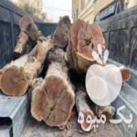 آگهی مشابه فروش چوب عناب  ،  سنجد  ،  زرشک در قزوین در گروه خرید فروش عمده چوب- زغال چوب گردو تبریزی خام در یکمیوه