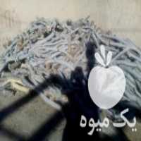 آگهی مشابه فروش هیزم پسته در سیرجان در گروه پسته - کوهی شامی خام اکبری تازه کله قوچی در یکمیوه