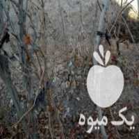 آگهی مشابه فروش تک انگور لعل در سمنان در گروه خرید فروش عمده انگور - یاقوتی شانی عسگری بی دانه قرمز در یکمیوه