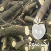 آگهی مشابه فروش چوب پرتقال و نارنج در تهران در گروه خرید فروش عمده چوب- زغال چوب گردو تبریزی خام در یکمیوه