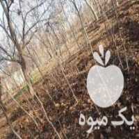 آگهی مشابه فروش توله گردو خوش بار و کول کاغذی خوش بار خوش بارو کول کاغذی  در همدان در گروه گردو - کاغذی سنگی سوزنی خوشه ای توسرکان در یکمیوه