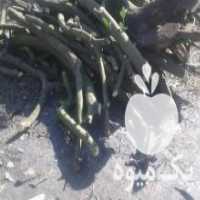 آگهی مشابه خرید و قطع انواع چوب های تو باغی در ساری در گروه خرید فروش عمده چوب- زغال چوب گردو تبریزی خام در یکمیوه