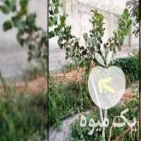 آگهی مشابه فروش نهال پسته UCB- 1 در اصفهان در گروه خرید فروش نهال - انواع گردو پسته بادام سلطانی انگور در یکمیوه