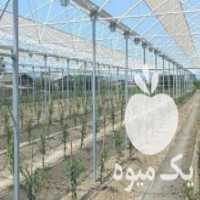 آگهی مشابه فروش لوله های گالوانیزه جهت احداث گلخانه های صنعتی و خانگی در بندرعباس در گروه خرید فروش اتصالات و تجهیزات آبیاری - شیر لوله نوار در یکمیوه