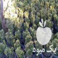 آگهی مشابه فروش شمشاد نعنایی طلایی سطل 3 ریشه پر زیبا و بدون لک گل و گیاه در چابکسر در گروه خرید فروش عمده گیاهان زینتی - گرمسیری آپارتمانی باغچه آب در یکمیوه