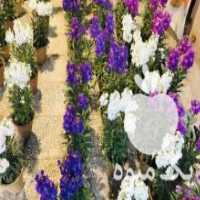 آگهی مشابه فروش گل شب بو عید در خمینی شهر در گروه خرید فروش عمده گیاهان زینتی - گرمسیری آپارتمانی باغچه آب در یکمیوه